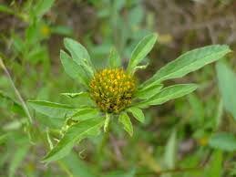 Image result for Bidens flagellata
