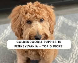 The goldendoodle gained popularity in the 1990's, and breeders soon began developing a smaller goldendoodles by introducing the mini. Goldendoodle Puppies In Pennsylvania Pa Top 5 Breeders We Love Doodles
