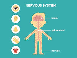 All the functions of a living organism or any. Have These Foods For A Healthy Nervous System Nervous System Parts Nervous System Nervous System Lesson