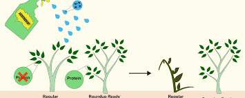 But to farmers and gardeners, it is the most widely used herbicide in the world and the third most commonly used in north america. Why Roundup Ready Crops Have Lost Their Allure Science In The News