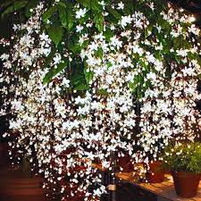 Image result for Clerodendrum toxicarium