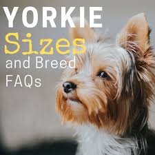 Regardless of the money involved, many unskilled and inexperienced people breed dogs to make money. Yorkie Sizes Giant Standard And Teacup Yorkshire Terriers Pethelpful