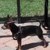 Miniature pinscher x cairn terrier mix = mini cairn pin. 1
