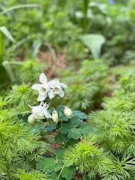 Image result for Flabellariopsis acuminata