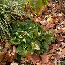 Image result for heuchera americana