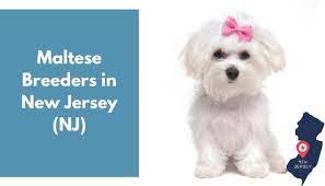 Top keywords % of search traffic. 10 Maltese Breeders In New Jersey Nj Maltese Puppies For Sale Animalfate