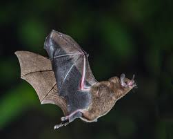 People who associate with lesbian, gay, bisexual and transgender people may be called fruit flies (along with fruit bats) regardless of their sex. Short Tailed Fruit Bat Encyclopedia Of Life