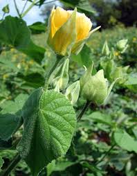 Image result for Abutilon sp.no.1