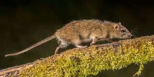 Ratten Bekampfen Apel Schadlingsbekampfung