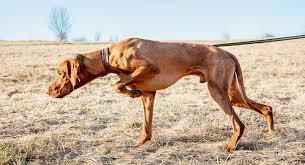 Image result for maďarský krátkosrstý ohař