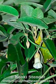 Image result for Bonamia