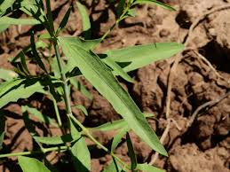 Image result for Pascalia glauca