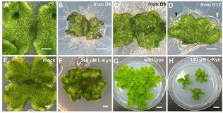 Check spelling or type a new query. A Simple Auxin Transcriptional Response System Regulates Multiple Morphogenetic Processes In The Liverwort Marchantia Polymorpha