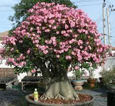 Image result for Adenium swazicum