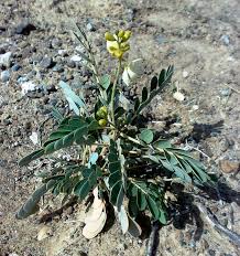 Image result for Senna italica