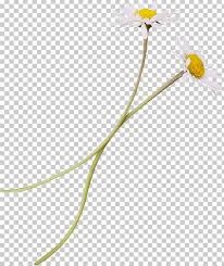 Flower Png Clipart Chart Chrysanthemum Computer Graphics
