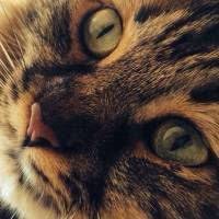 kediler toplulugu kedi evcil hayvanlar kedi kopek