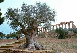 Every branch in me that does not bear fruit he takes away; Olives 101 The Life Cycle Of An Olive Tree Molives