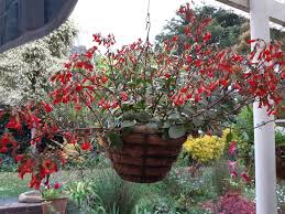 Image result for Craibia zimmermannii