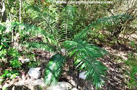 Image result for Encephalartos villosus
