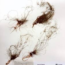 Image result for Eleocharis confervoides