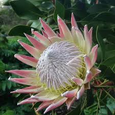 Image result for Platycoryne protearum