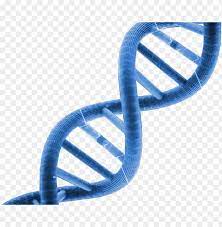 Pngix offers about {dna png images. Dna Clipart Clipart Transparent Background Dna Png Image With Transparent Background Toppng