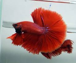 Membeli berarti setuju memberi bintang 5 * ikan cupang halfmoon rosetail * size ( medium ) 👉 ikan yang dikirim sesuai jenis yang akan di pesan kami pilihkan ikan yang warna bagus dan kualitas ikan selalu kami utamakan. Arunyar Betta On Twitter Https T Co Erqcitadaw Rosetail Koi Hmpk Betta Halfmoon Halfmoonbetta Bettafish Bettaholic Bettaclub Bettathailand Amazing Beautiful Fish Cupang Https T Co Ryihp97ngl