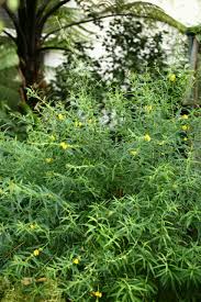 Image result for Heimia salicifolia