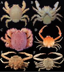 Image result for Cribbia brachyceras