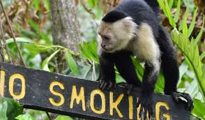 This is one of the best places to visit in costa rica if you want to enjoy some great nightlife. 9 Best Places To Visit In Costa Rica In 2021