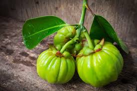 Image result for Garcinia buchneri