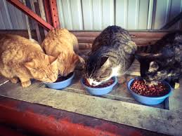Barn cat has 30% protein and 8% fat and is nutritionally balanced for cats of all ages. Managing Barn Cats Cartermere Farms