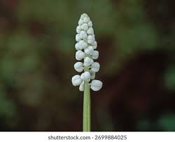 Image result for Drimiopsis botryoides