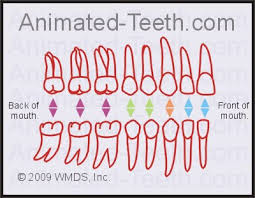 quizzes universal teeth numbering system tooth identification