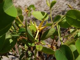 Image result for Xylopia odoratissima