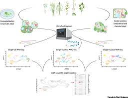 Scientists further classify single celled organisms within six kingdoms, subcategories beneath the domains: Plant Single Cell Multiomics Cracking The Molecular Profiles Of Plant Cells Trends In Plant Science