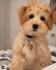 Poovanese Dog Breed Information and Pictures