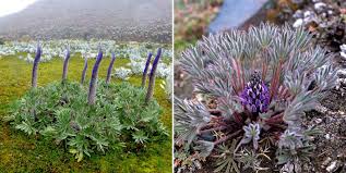 Image result for Wajira grahamiana