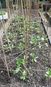 Maybe you would like to learn more about one of these? How To Grow Broad Beans Broad Beans Growing Bean Garden Growing Vegetables