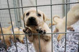 Search for a pet, rescue group or article. Exclusive View Photos From Our Yellow Lab Rescue Aspca