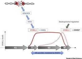 Check spelling or type a new query. The Dual Face Of Cyclin B1 Trends In Plant Science