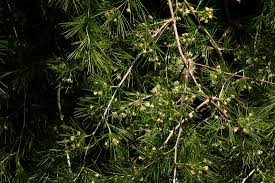 Image result for Asparagus laricinus