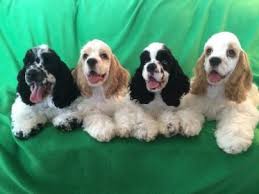 The cocker spaniel is cheerful, sweet and charming when socialized well as a puppy. Parti On