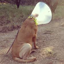 9 Tips To Help Your Dog After Acl Surgery Acl Surgery Cruciate Ligament In Dogs Knee Surgery Recovery