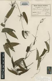 Image result for Dioscorea schimperiana