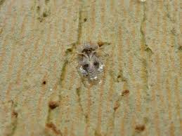 Image result for Catunaregam stenocarpa