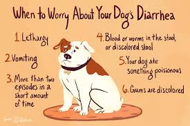 What To Do If Your Dog Has Diarrhea In 2020 Dog Has Diarrhea Diarrhea Diarrhea In Dogs