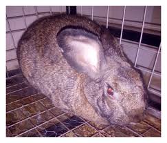 Image result for scabies rabbits ears
