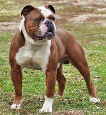 It gives high digestive power for the dog. The World S 1 Registry And Association For Olde English Bulldogges And All Bully Breeds